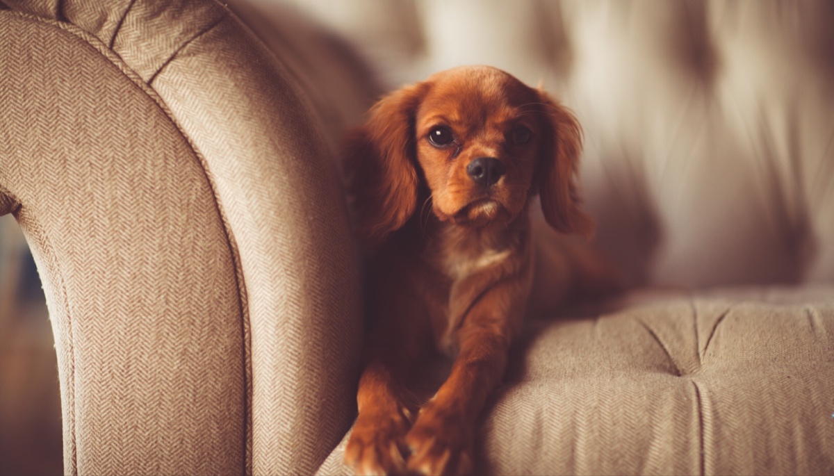 Pets Can Help Sell Your Home